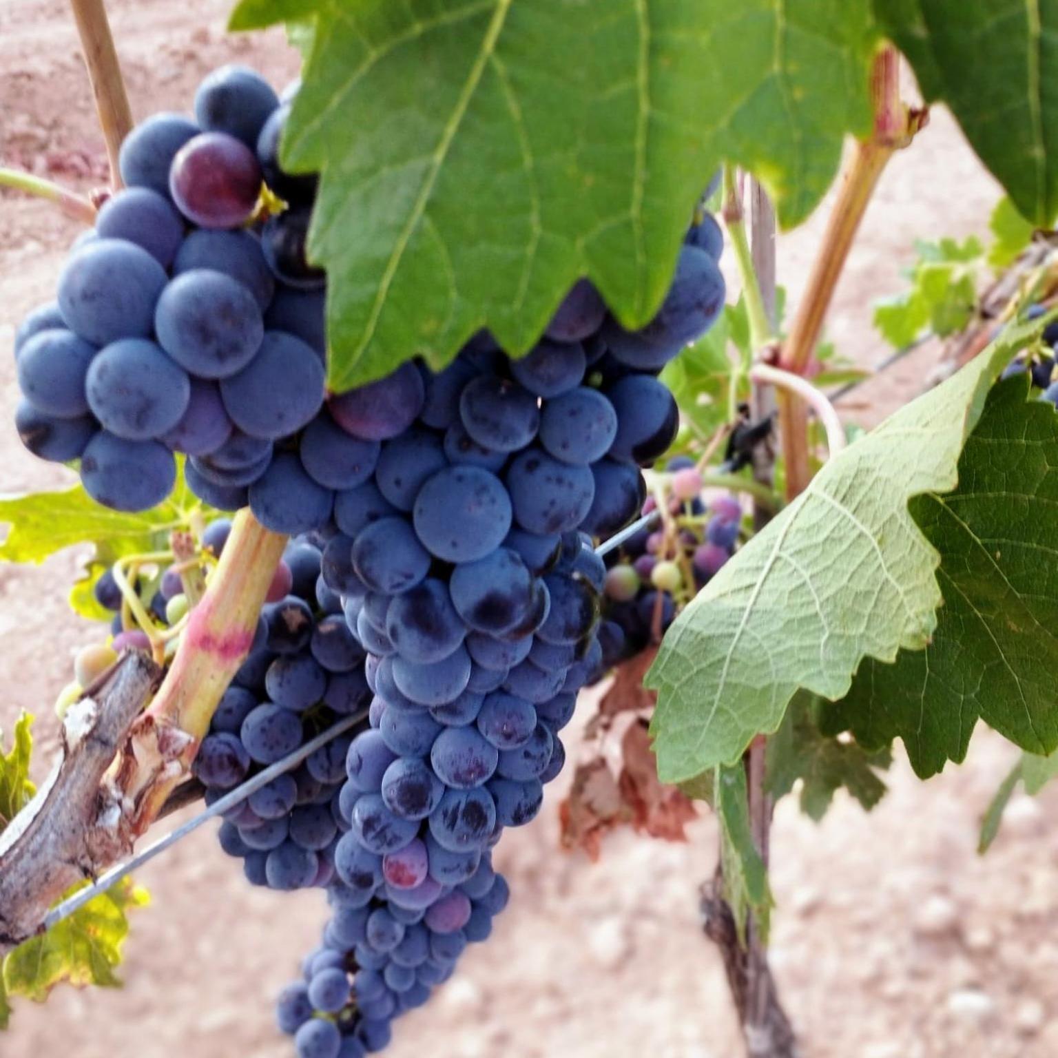 Loft La Buena Vida Leilighet Penaranda de Duero Eksteriør bilde